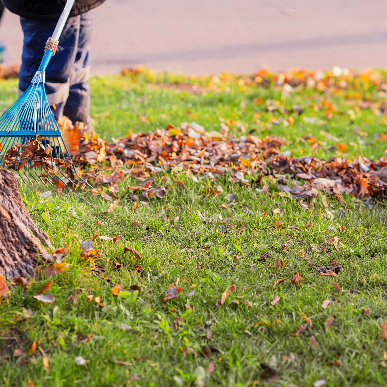 Yard Cleaning